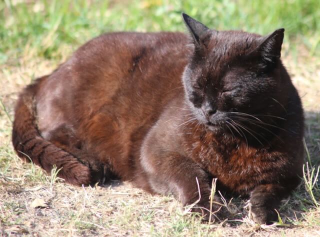 Fernreiki für ältere Tiere: Sanfte Energie für mehr Stabilität und Lebensfreude im Alter