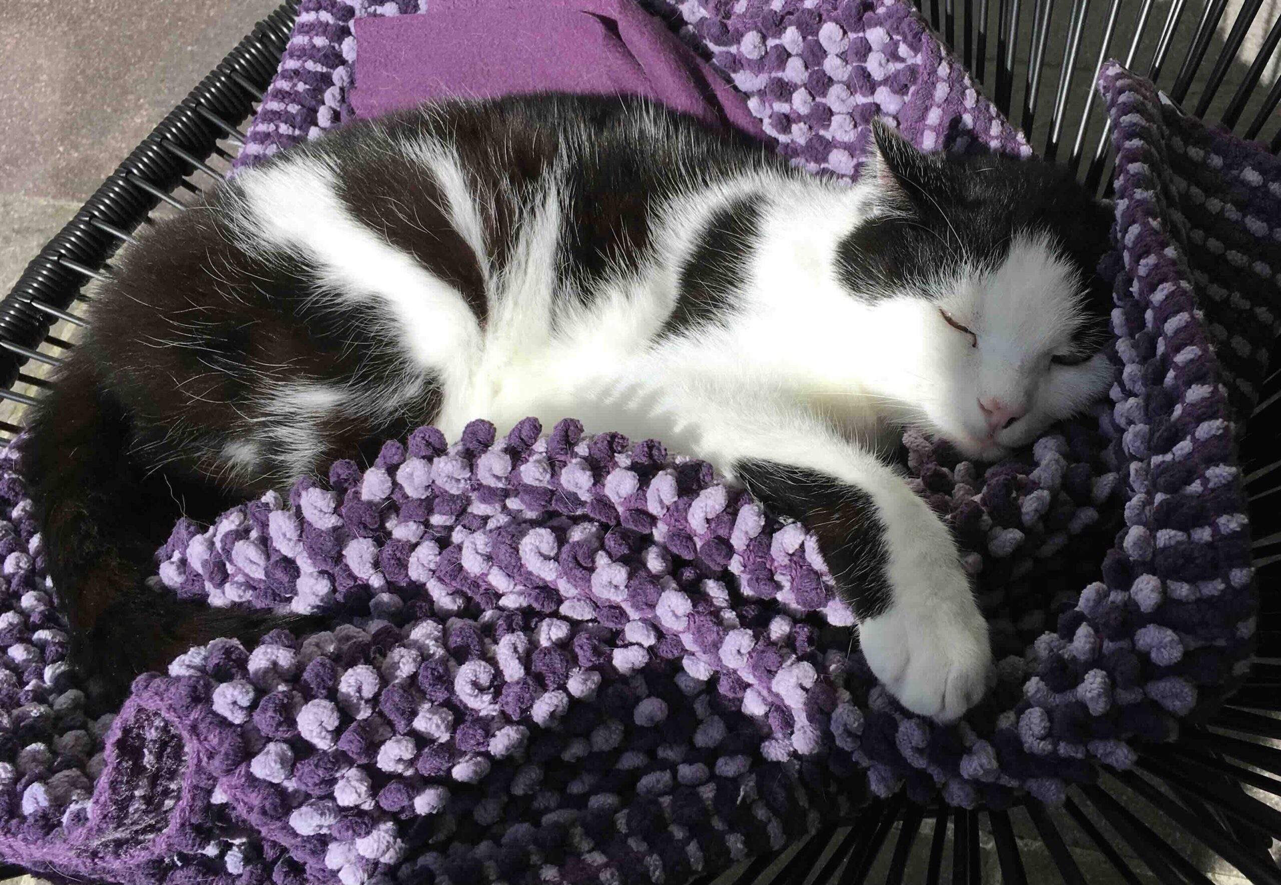 KIANA Therapien_aeltere Tiere