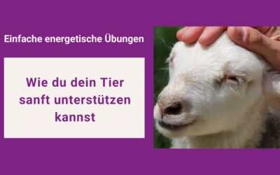 5 einfache energetische Übungen für dein Tier